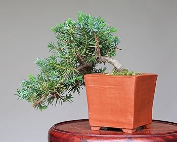 八房杜松　ミニ盆栽 楽天市場】ミニ盆栽 八房杜松/トショウ（神付き）【現品】 : 山